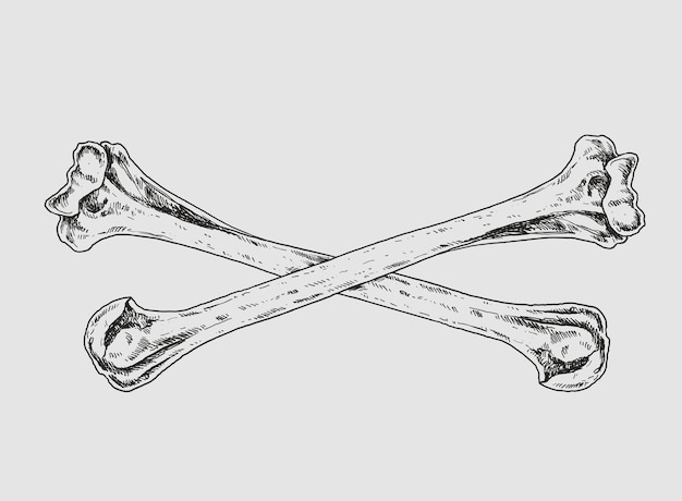 Vetor ilustração de desenho de caveira e ossos cruzados