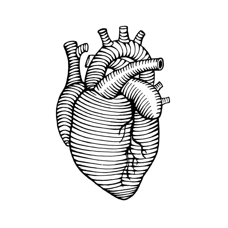 Vetor ilustração de desenho de coração humano desenhado à mão