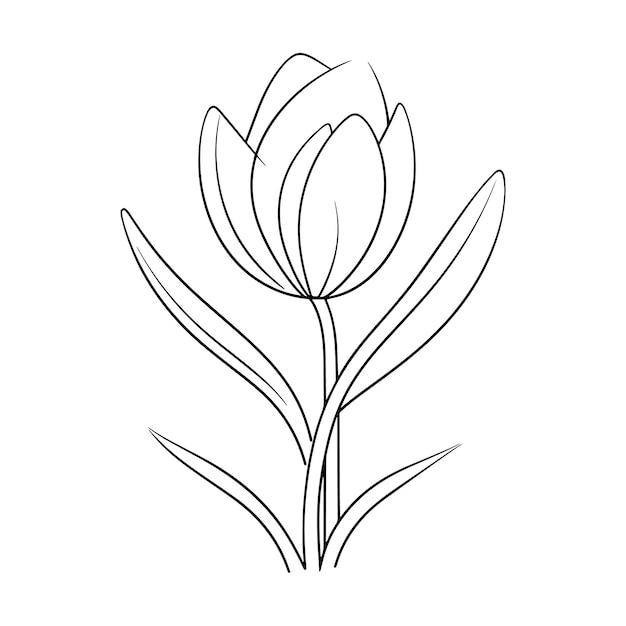 Ilustração de desenho de flor de tulipa em linha em fundo branco para livros de colorir para crianças