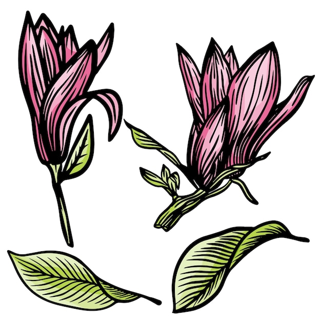 Ilustração de desenho de folha e flor de magnólia rosa com arte em fundo branco