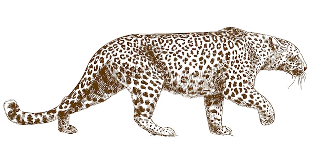 Vetor ilustração de desenho de gravura de periquito-leopardo