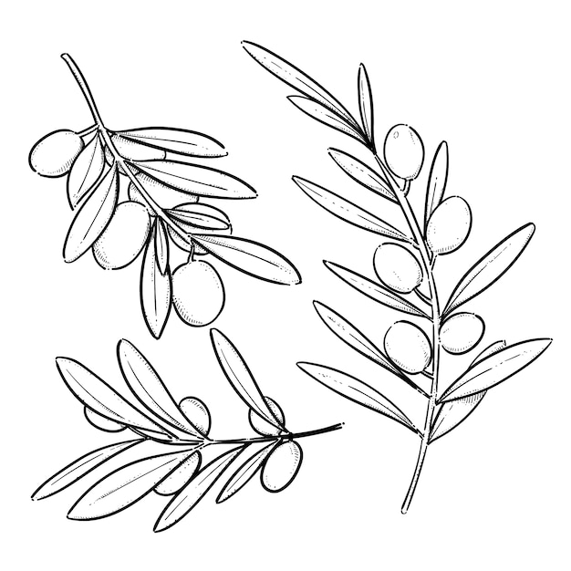 Ilustração de desenho de ramo de oliveira desenhada à mão