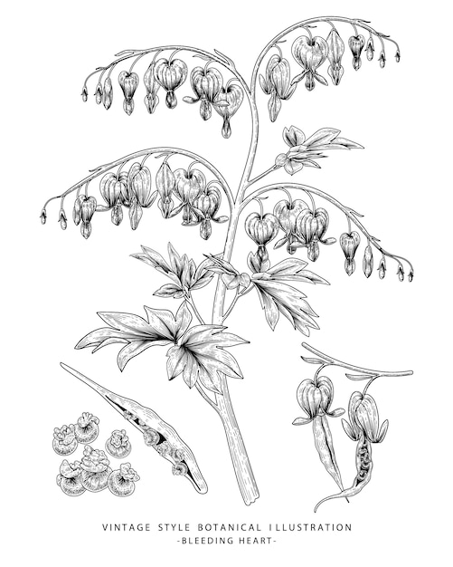 Vetor ilustração de desenho floral