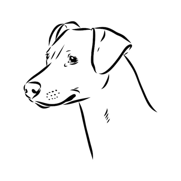 Vetor ilustração de desenho vetorial de pinscher austríaco