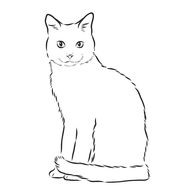 Imagem De Gato Realista Isolada Ilustração do Vetor - Ilustração de animal,  cara: 219319622