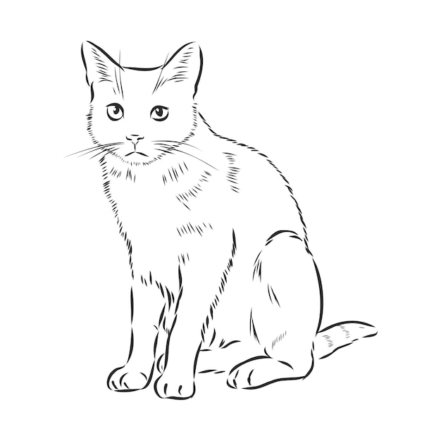 Retrato Colorido De Um Gato. Fundo De Estimação Em Branco. Desenho De Mão  Realista Ilustração Stock - Ilustração de animal, isolado: 210970886