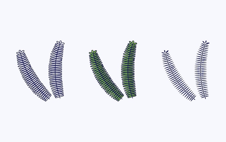Vetor ilustração de design vetorial de ícone de folha