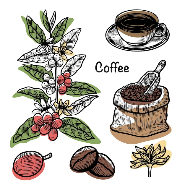 Ilustração de esboço de café Parte da planta de café feijão copo de assar Design para menu de cafeteria