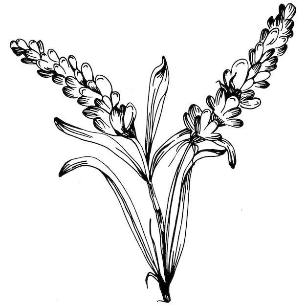 Ilustração de esboço de lavanda isolada. elemento desenhado de mão para casamento erva, planta ou monograma com folhas elegantes para convite salvar o design de cartão de data. vegetação moderna rústica botânica.