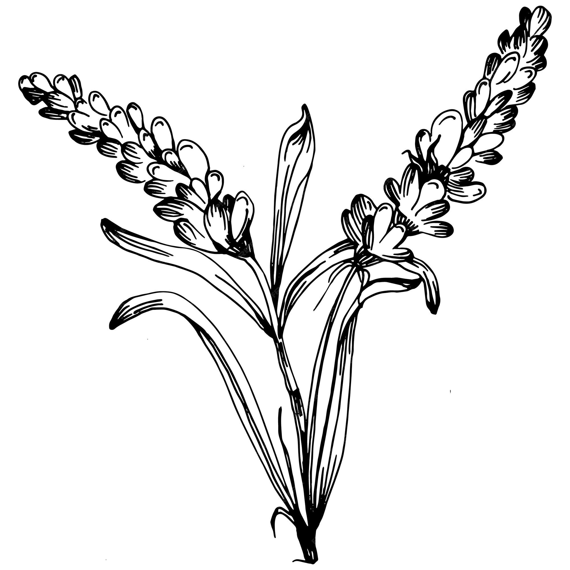 Desenho Botânico. Logotipo Mínimo Da Planta, Vegetação Do Prado, Folhas E  Flores Coleção Abstrata Do Esboço, Ramo Rústico Linear. Conjunto De  Decoração De Buquê De Convite De Casamento Desenhado À Mão Do