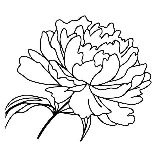 Ilustração de esboço de linha vetorial em preto e branco bouquet de peônia