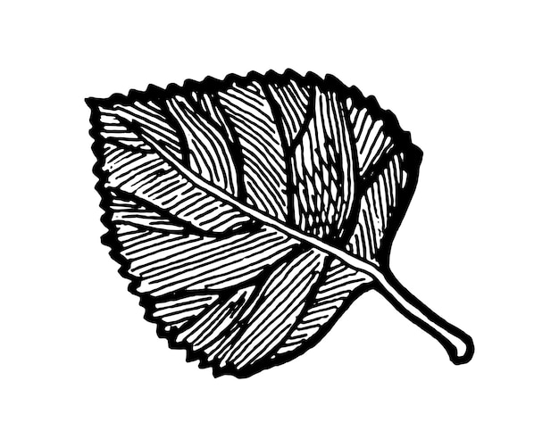 Ilustração de esboço desenhado à mão de folha