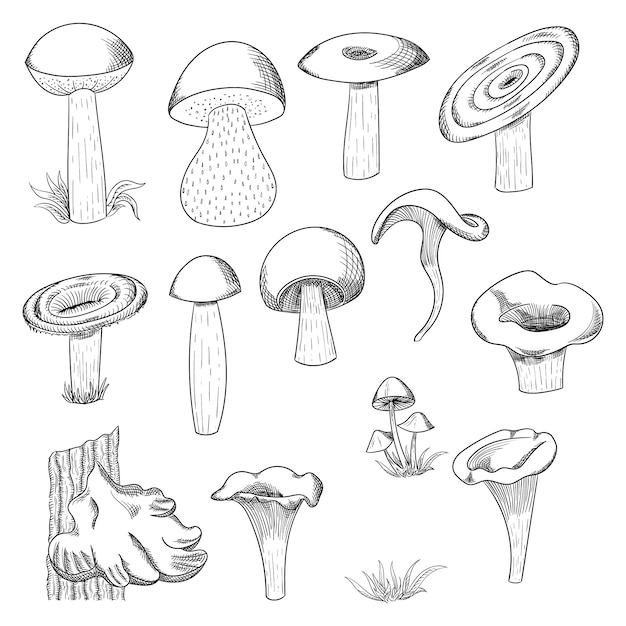 Ilustração de esboço desenhado de mão de cogumelo. shiitake do cogumelo, alimento biológico fresco isolado no branco.