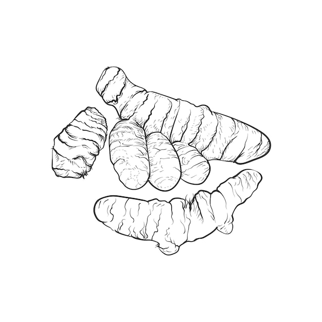 Ilustração de esboço vetorial de raiz de cúrcuma Produto orgânico ayurvédico