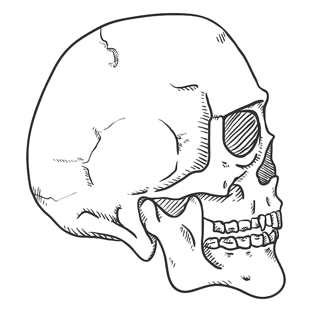 Vetor ilustração de esboço vetorial visão lateral do crânio humano