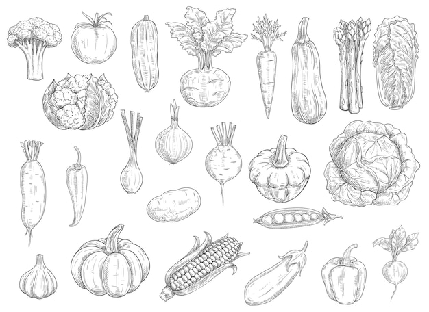 Ilustração de esboços de vegetais agrícolas
