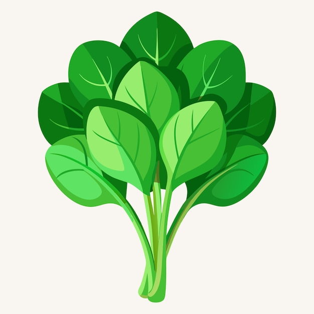 Ilustração de espinafre fresco Vegetais