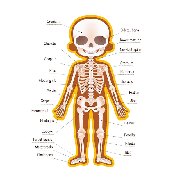 Ilustração de esqueleto humano para crianças