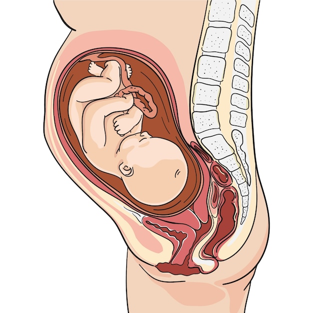 Vetor ilustração de feto adorável desenhado à mão