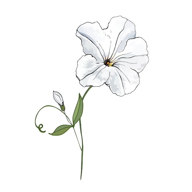 Vetor ilustração de flor branca petúnia desenhada à mão