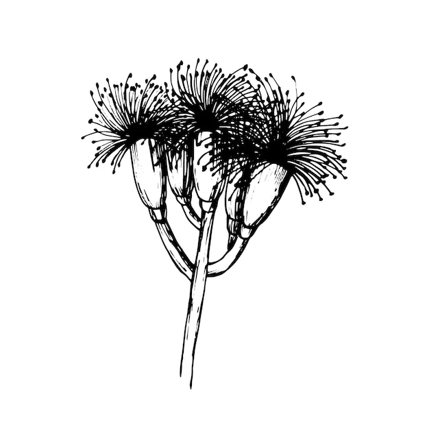 Ilustração de flor de cravo esboço de vetor de cravo preto e branco clipart de flor desenhada à mão isolado