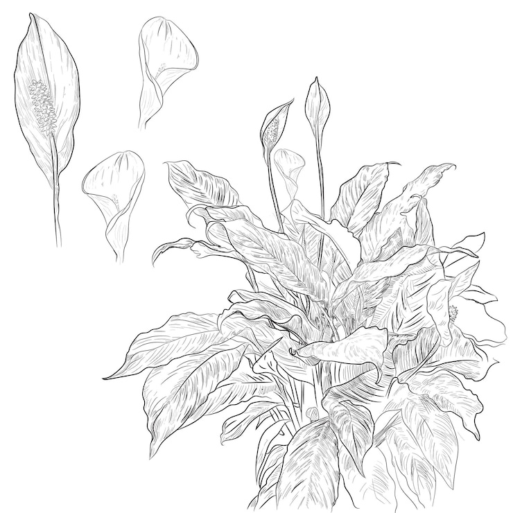 Vetor ilustração de flor de lírio da paz estilo de desenho à mão