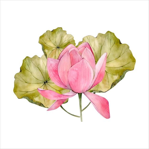 Ilustração de flor de lótus aquarela rosa isolada no branco waterlily aquarela floral clipart