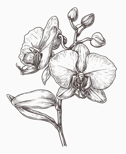 Vetor ilustração de flor de orquídea livro de colorir flores de orquídea