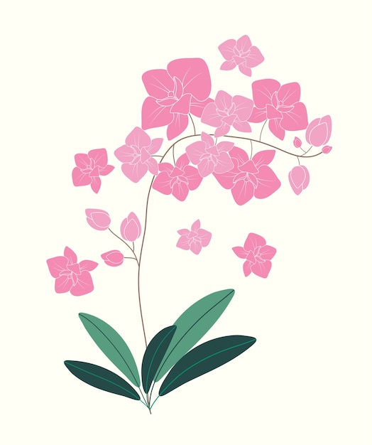 Ilustração de flor de orquídea