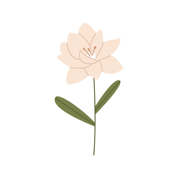 Vetor ilustração de flor de peônia