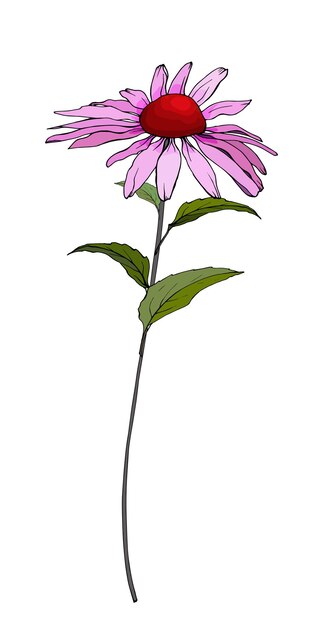 Vetor ilustração de flor rosa echinacea purpurea