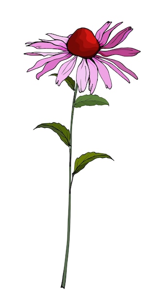 Vetor ilustração de flor rosa echinacea purpurea