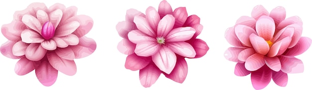 Vetor ilustração de flor rosa