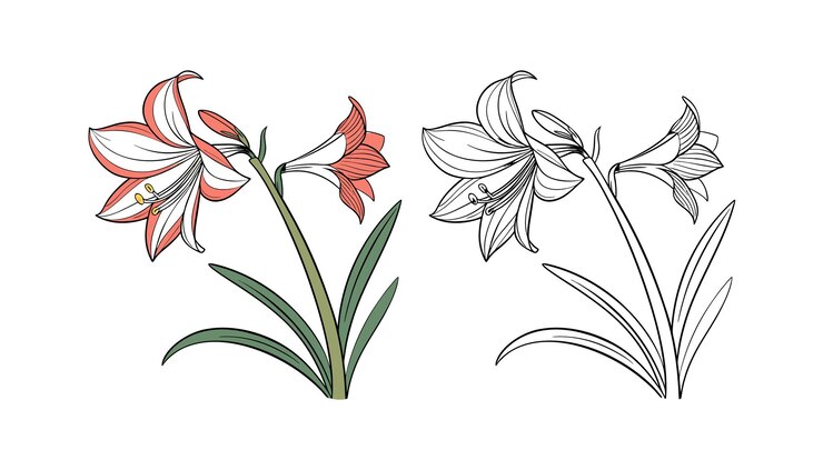 Vetor ilustração de flores de amaryllis em cor e arte de linhas