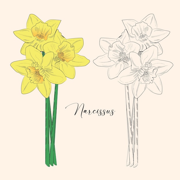 Ilustração de flores de narciso linear desenhada à mão esta arte é perfeita para cartões de convite primavera e