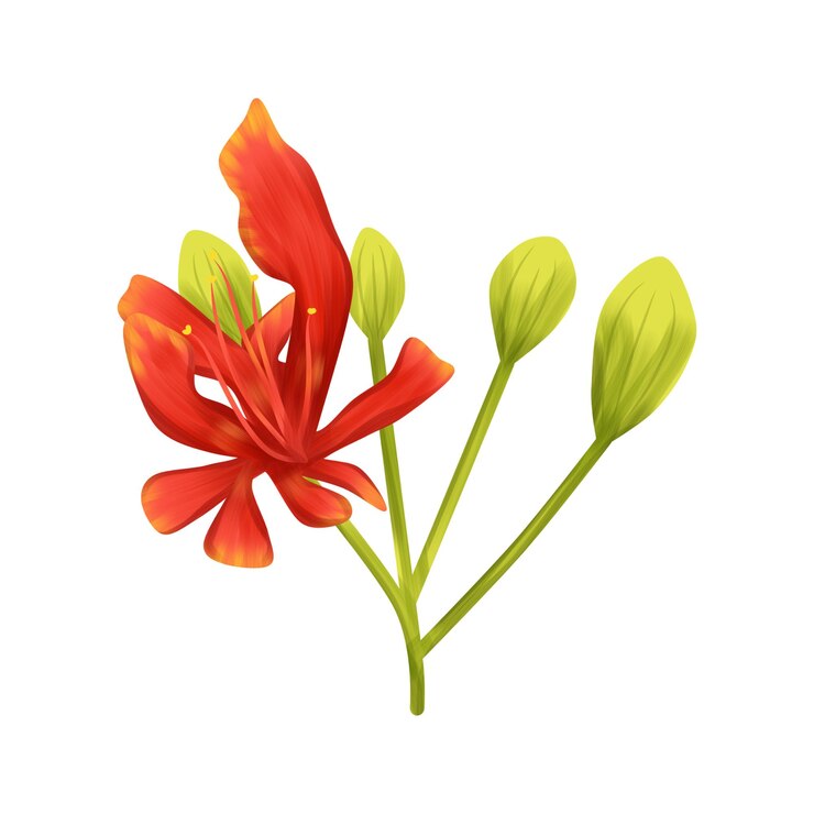 Vetor ilustração de flores e botões de árvores de chama vibrante