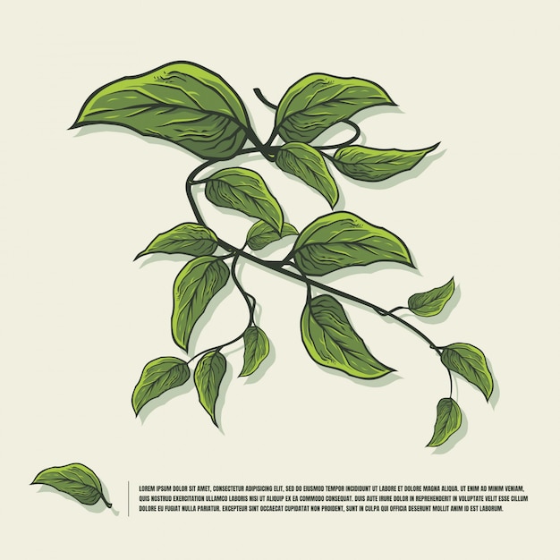 Ilustração de folha verde