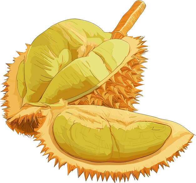 Vetor ilustração de frutas de durian abertas