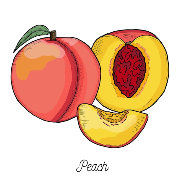 Ilustração de frutas de pêssego desenhada à mão