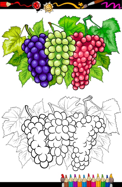 Ilustração de frutas de uvas para colorir livro