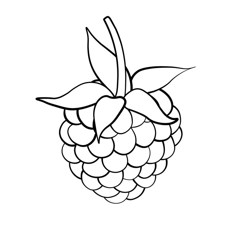Vetor ilustração de frutas doces de framboesa para web isolada no fundo branco