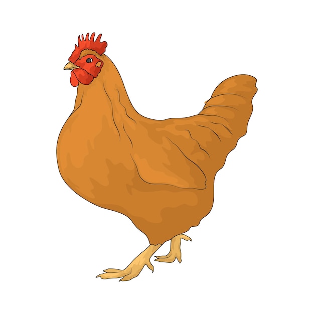 Ilustração de galinha
