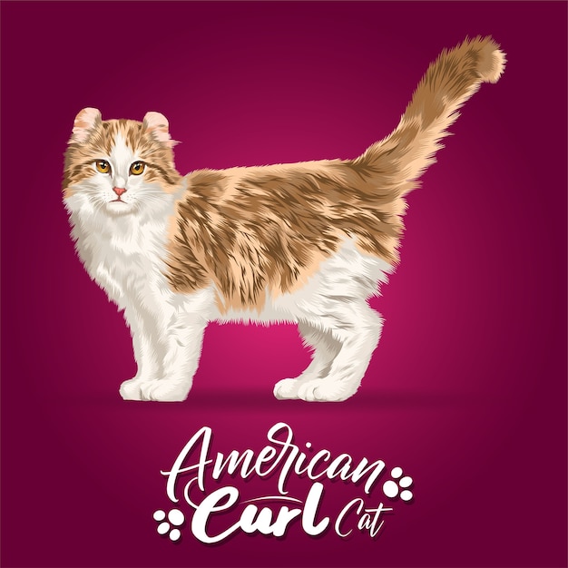 Vetor ilustração de gato crul americano.