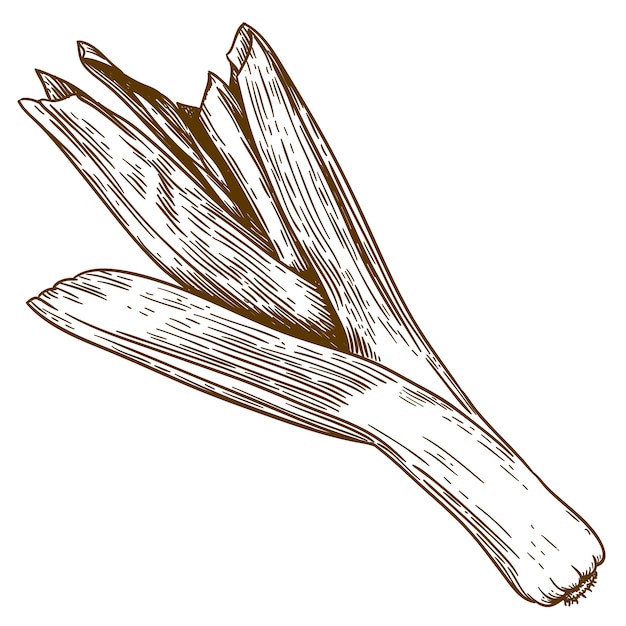 Ilustração de gravura de alho-poró