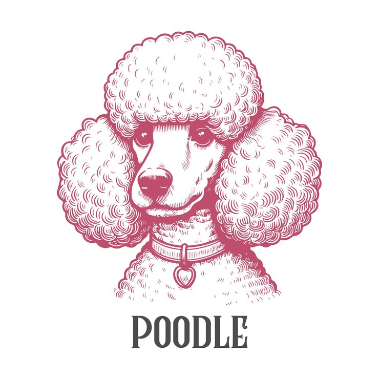 Vetor ilustração de gravura de cabeça de caniche vintage esboço detalhado de cão desenhado à mão