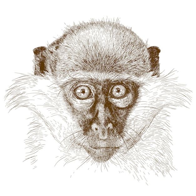 Ilustração de gravura de focinho de macaco verde