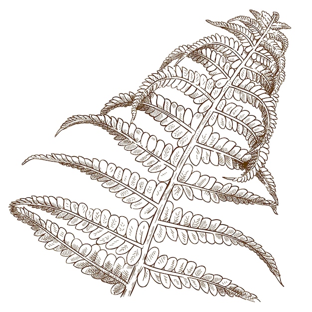 Ilustração de gravura de samambaia