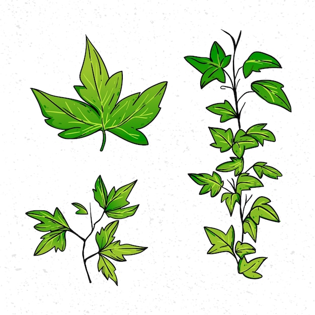 Ilustração de hera desenhada à mão