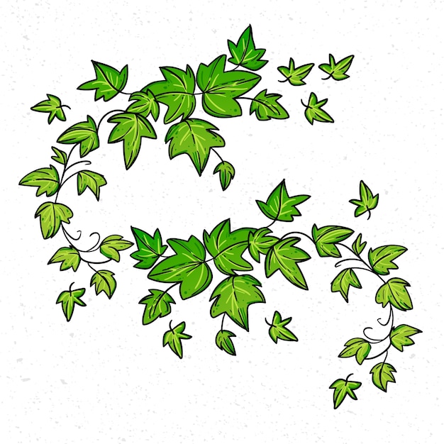 Ilustração de hera desenhada à mão
