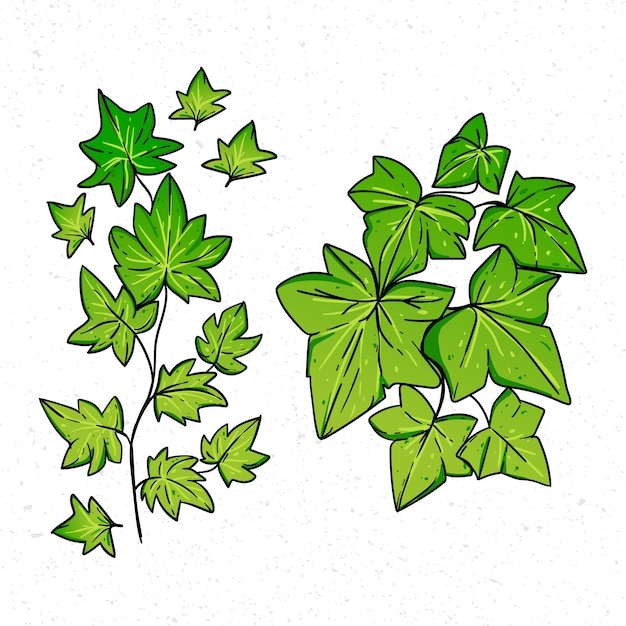 Ilustração de hera desenhada à mão